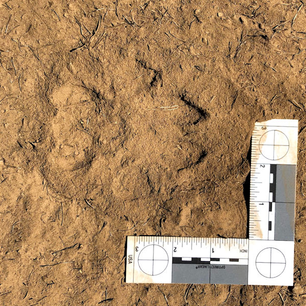Wolf track in dust.