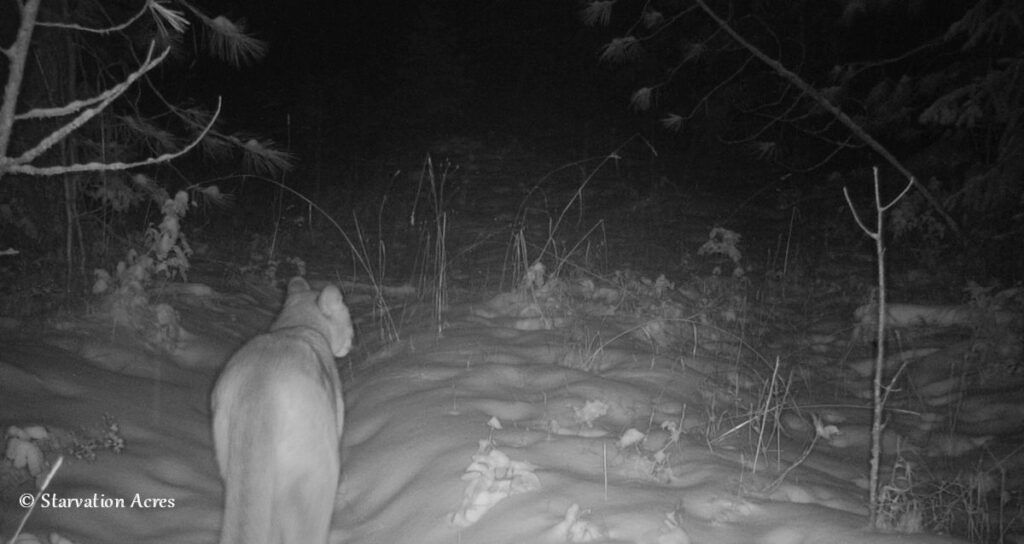 Mountain Lion walking away from camera in the snow.