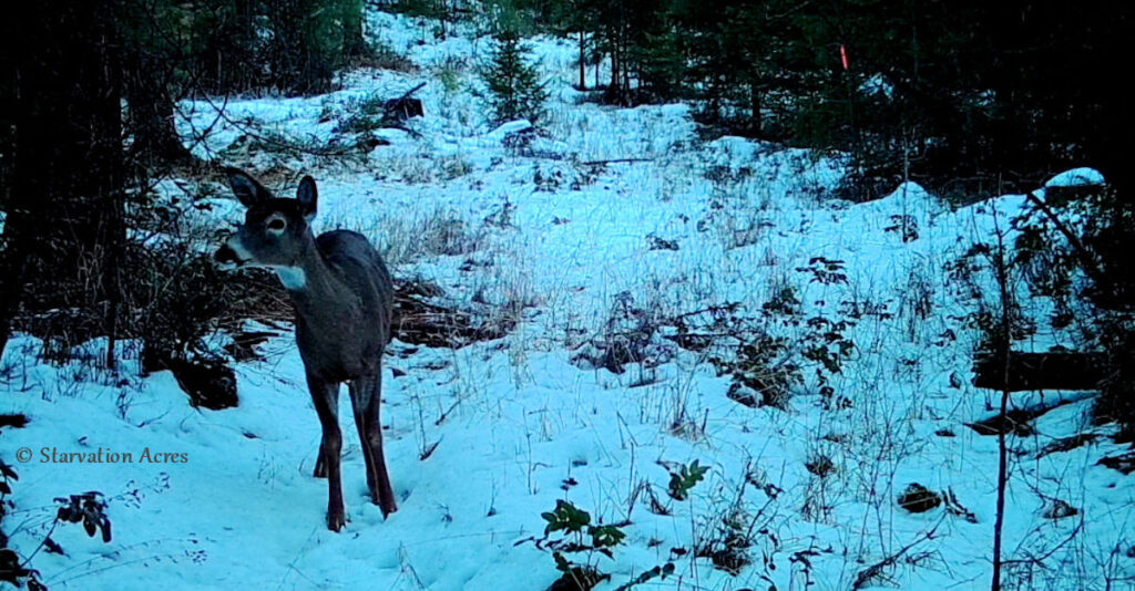 Curious Deer