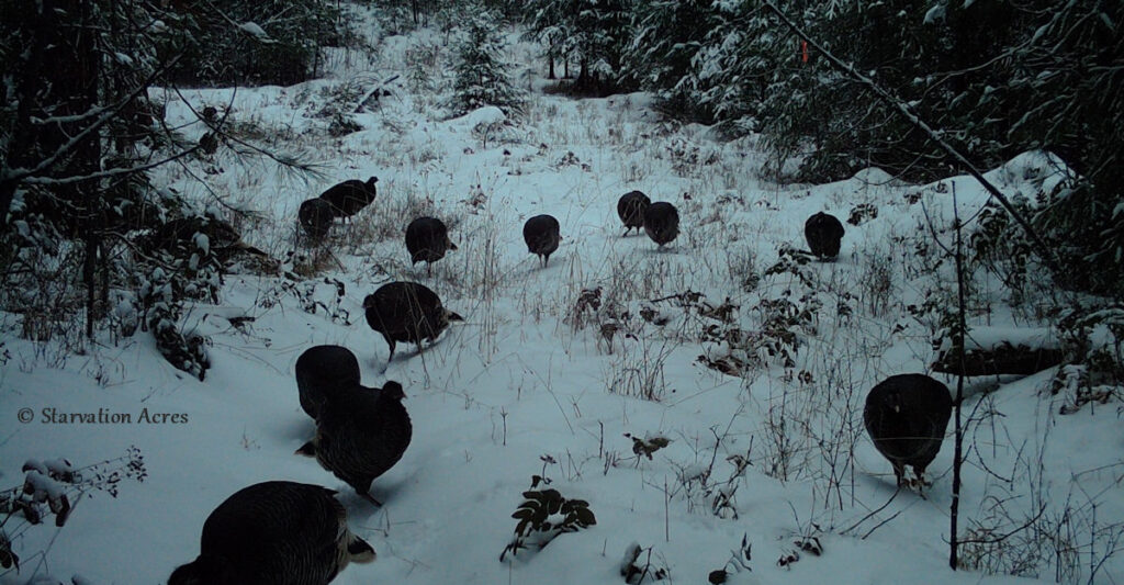 Wild Turkeys