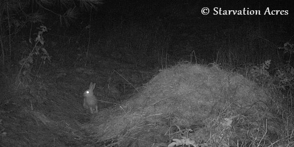 Snowshoe Hare at hay pile.
