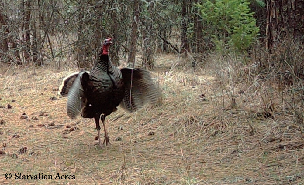 Tom turkey flapping his wings.