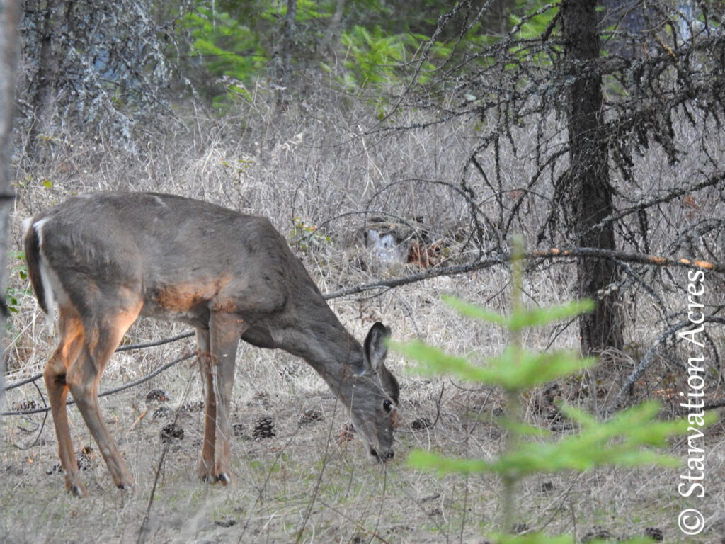 Browsing deer appears to have red patches on legs and lower side.