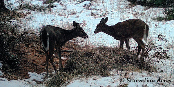 Pair of whitetail deer.