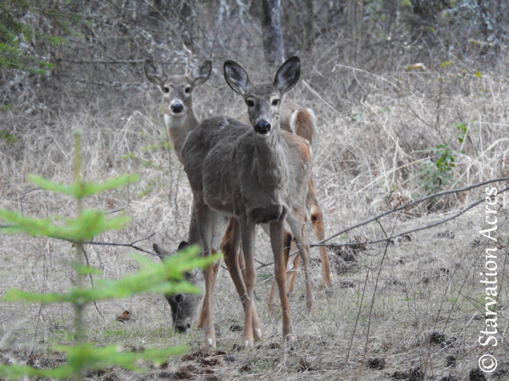 Three deer. Two of them looking right at me.