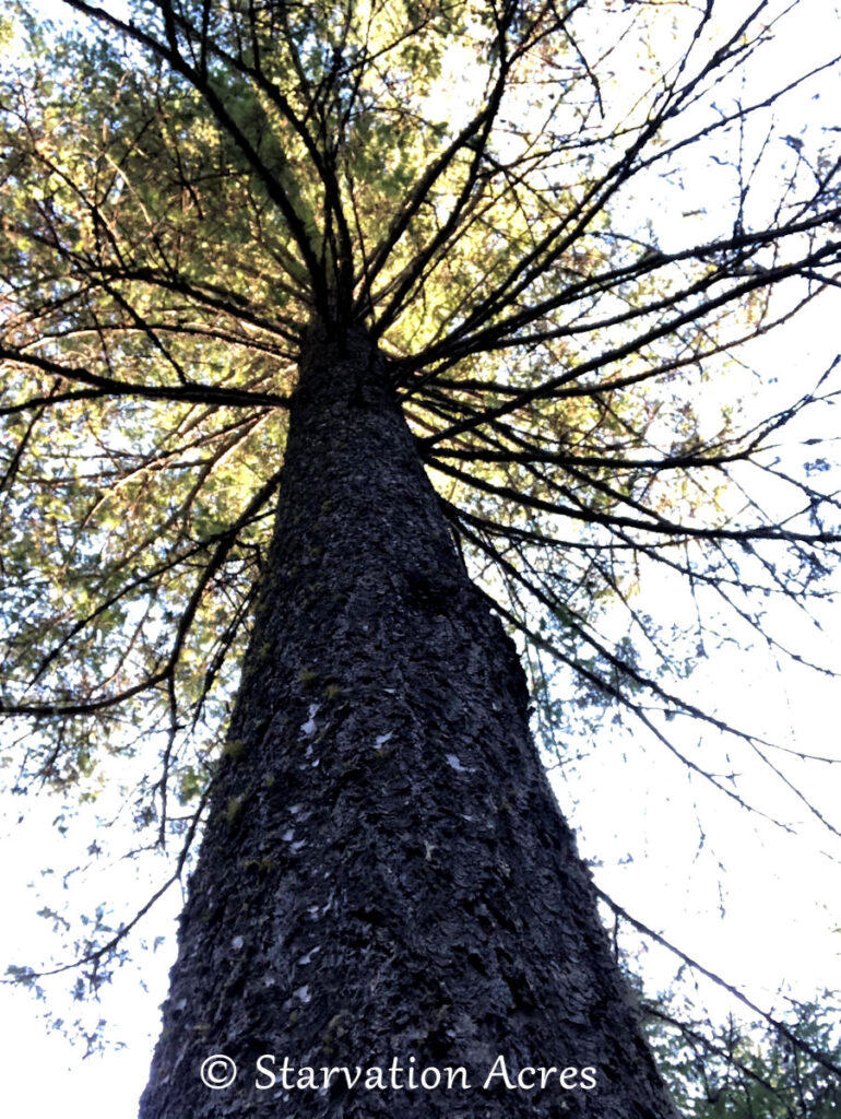 Huge Douglas Fir tree.