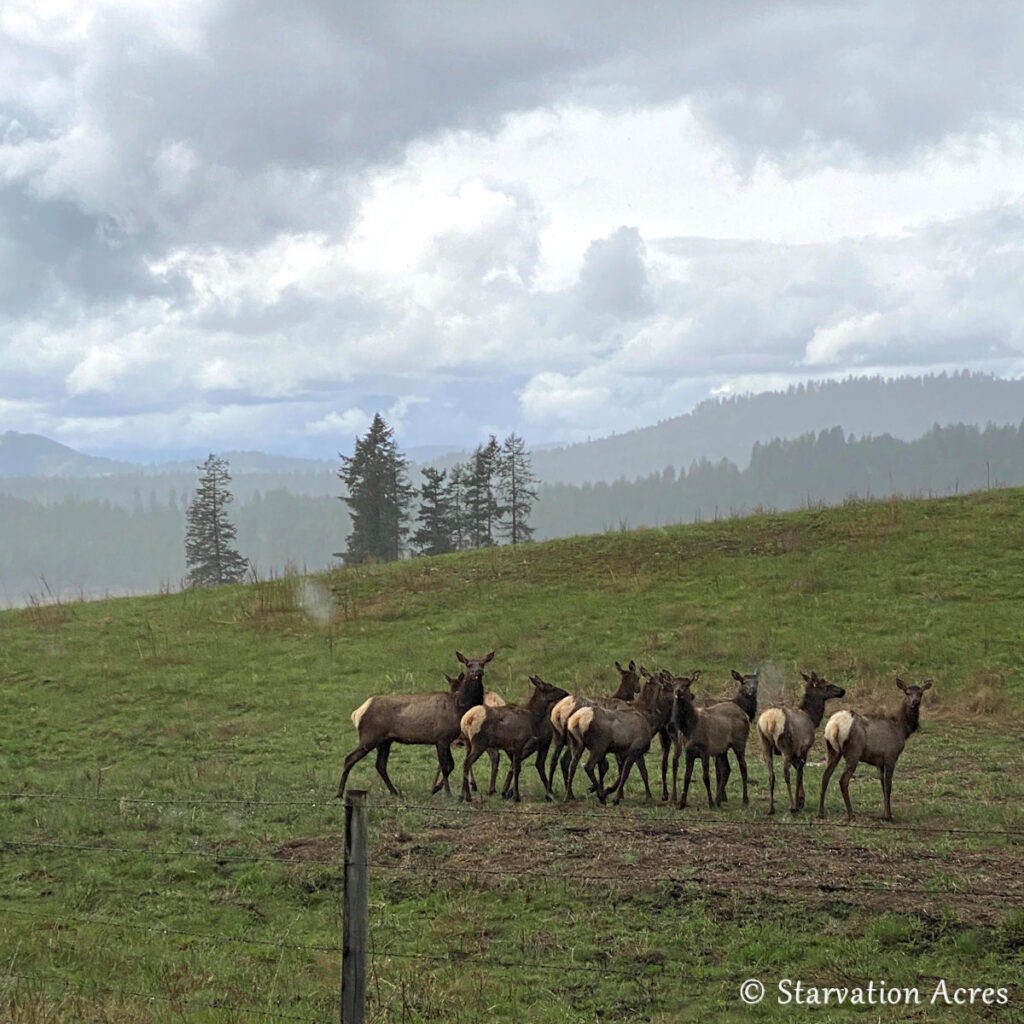 Herd of elk.