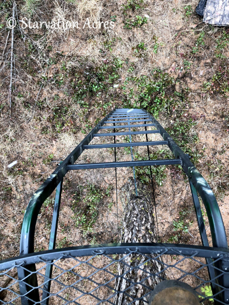 View down the Big Dog ladder stand.