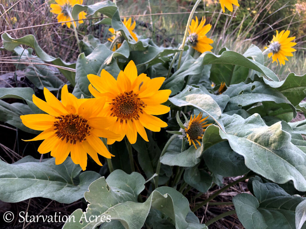 Arrowed-leaf balsamroot