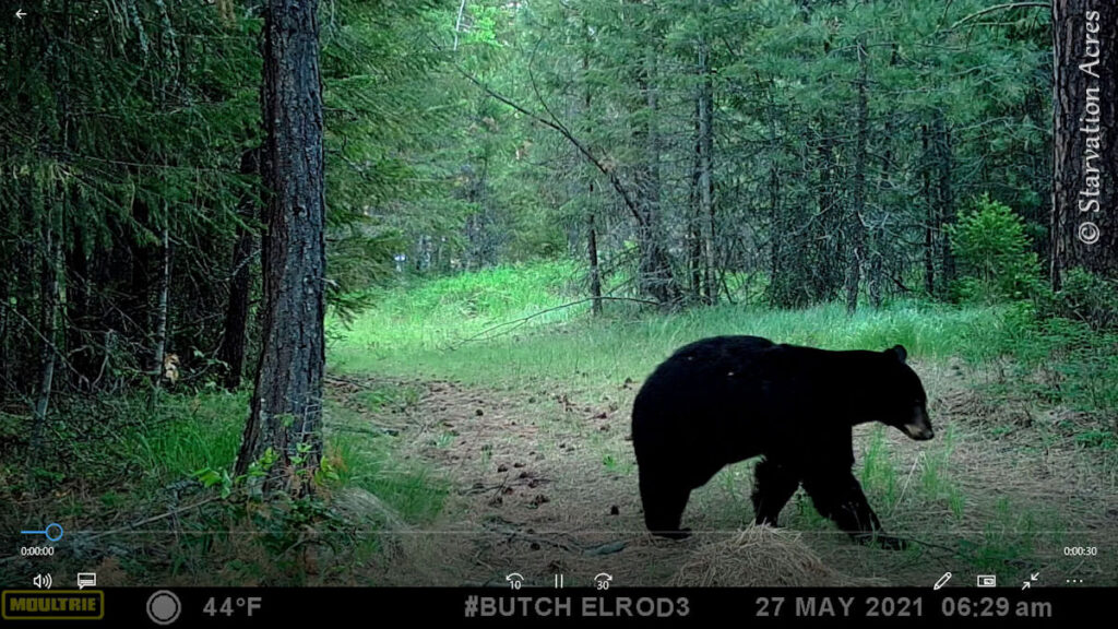 Black bear