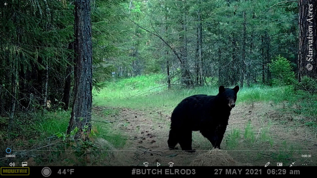 Black bear