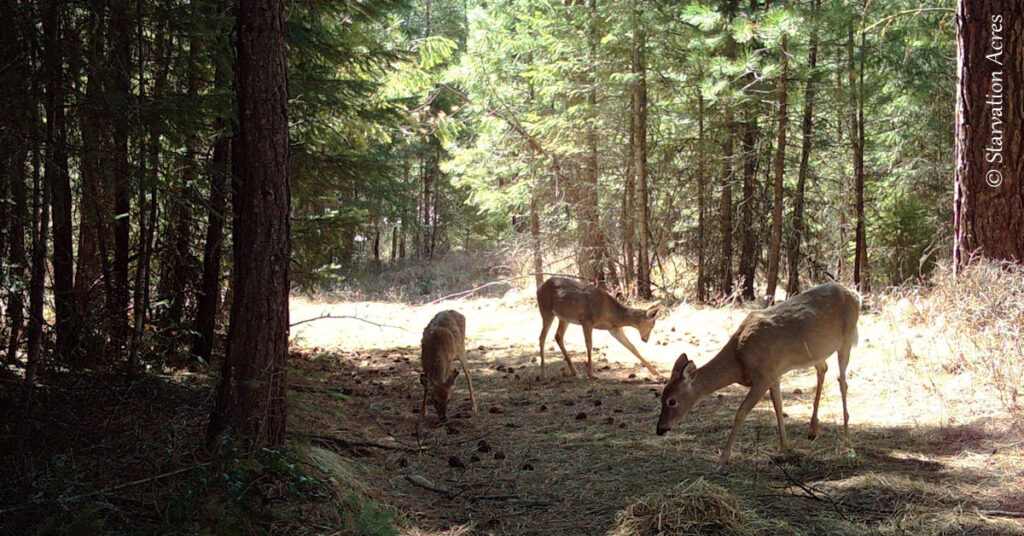 Small herd of deer