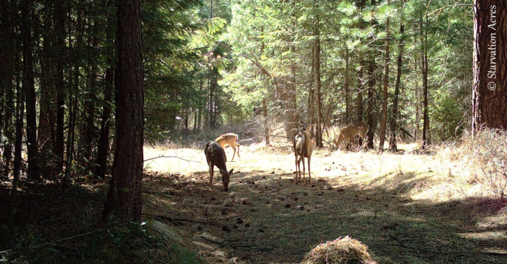 Small herd of deer