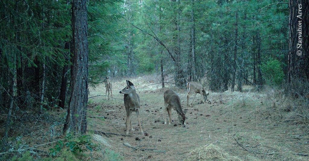 Small herd of deer