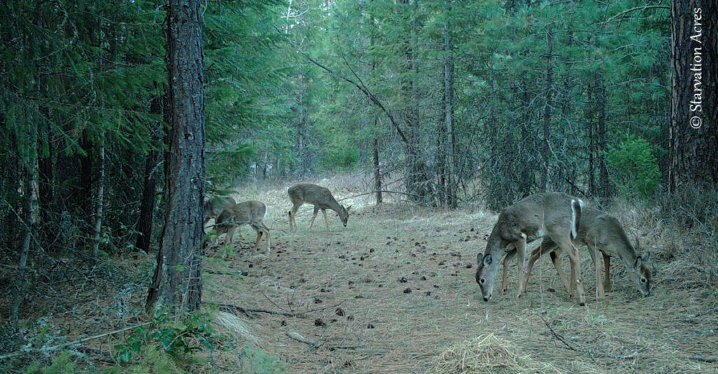 Small herd of deer