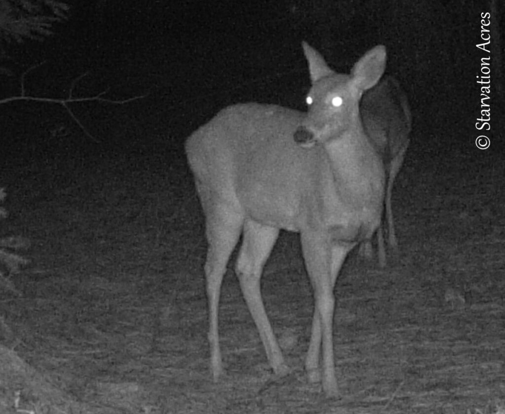 Night deer closeup