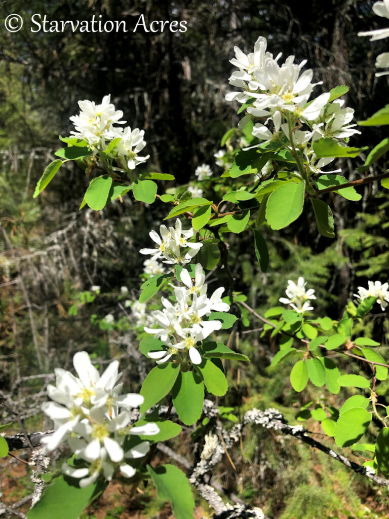 White flowering bush.