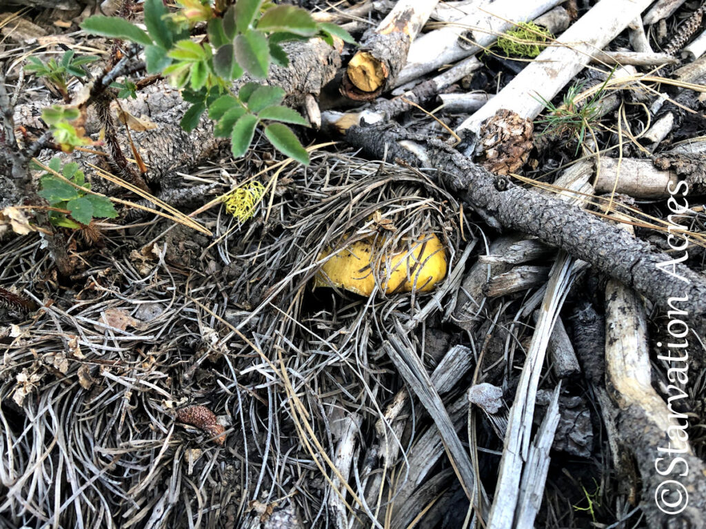 Mushroom pushing up sticks