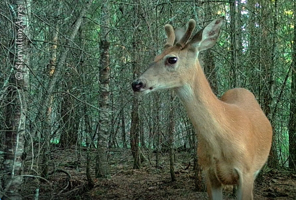 Angry Buck