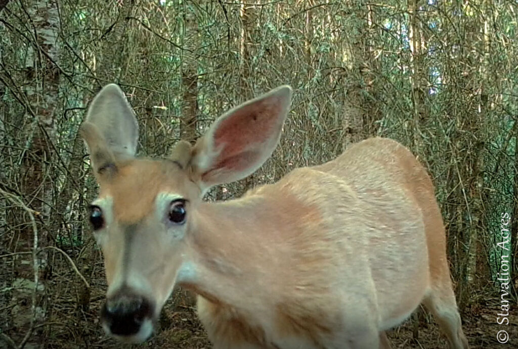 Wild Eyed Buck