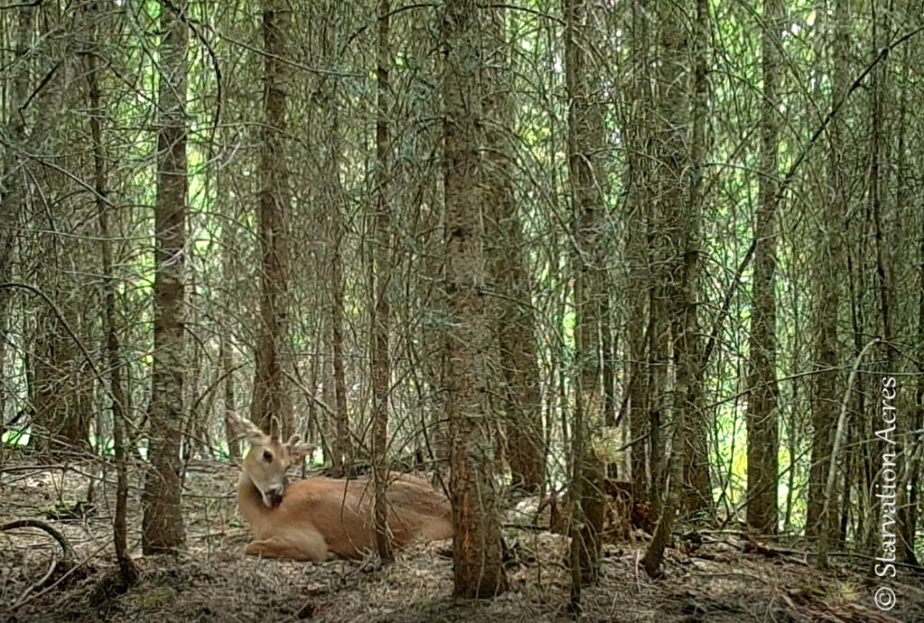 Whitetail Buck Grooming