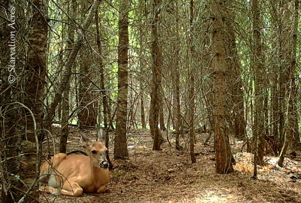 Deer Resting Place