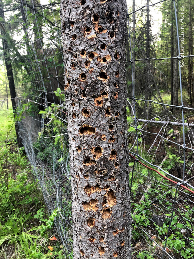 Woodpecker Holes