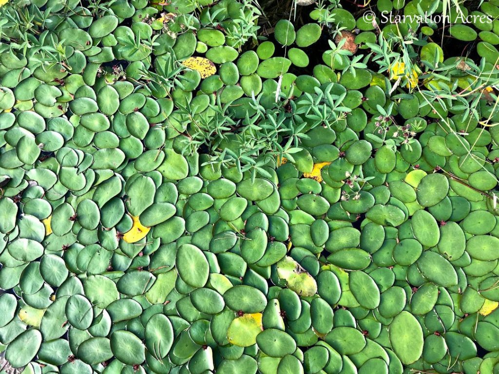 Lilly Pads