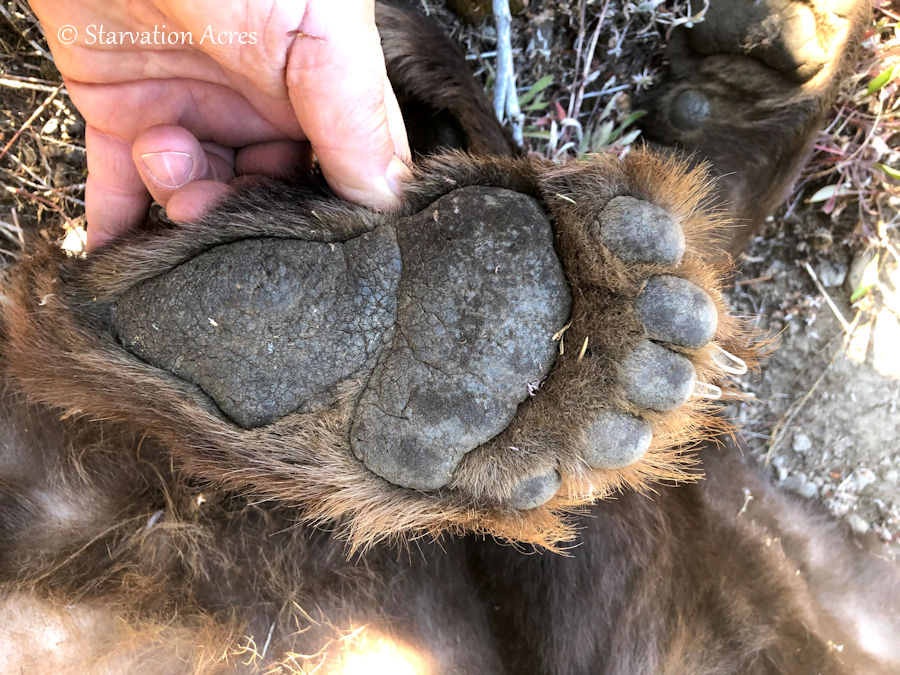 Sole of bears hind foot