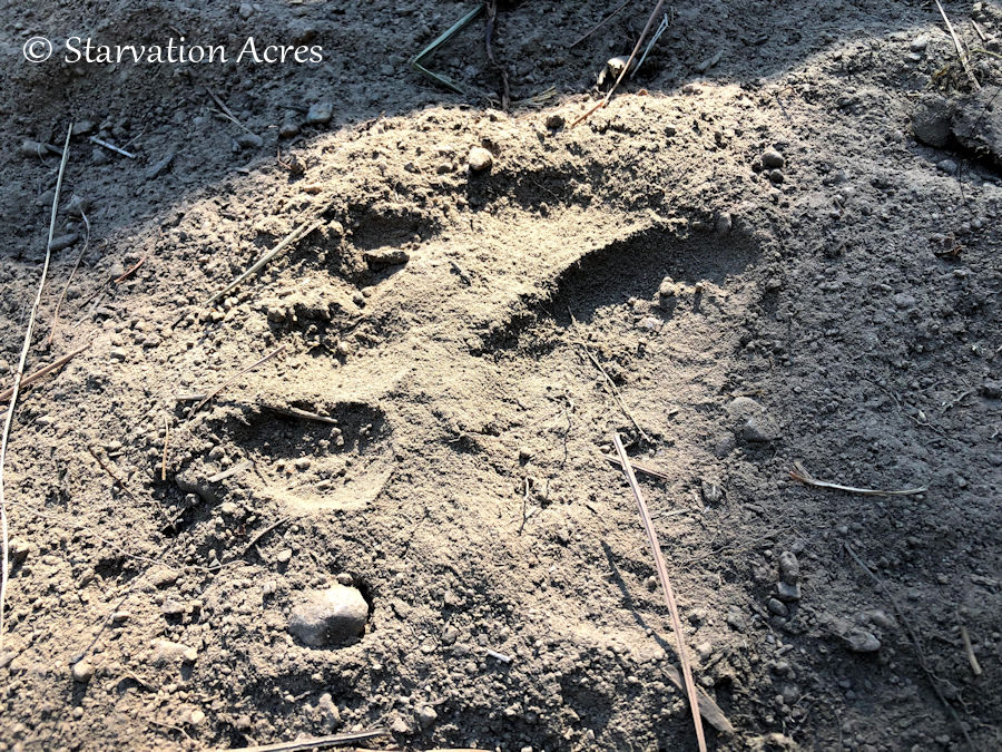 Bear track