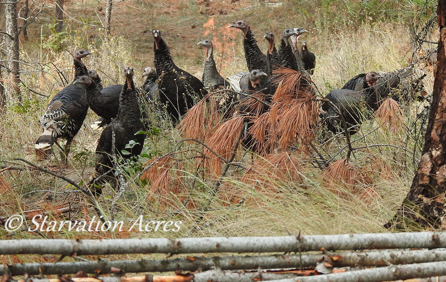 Turkey Flock