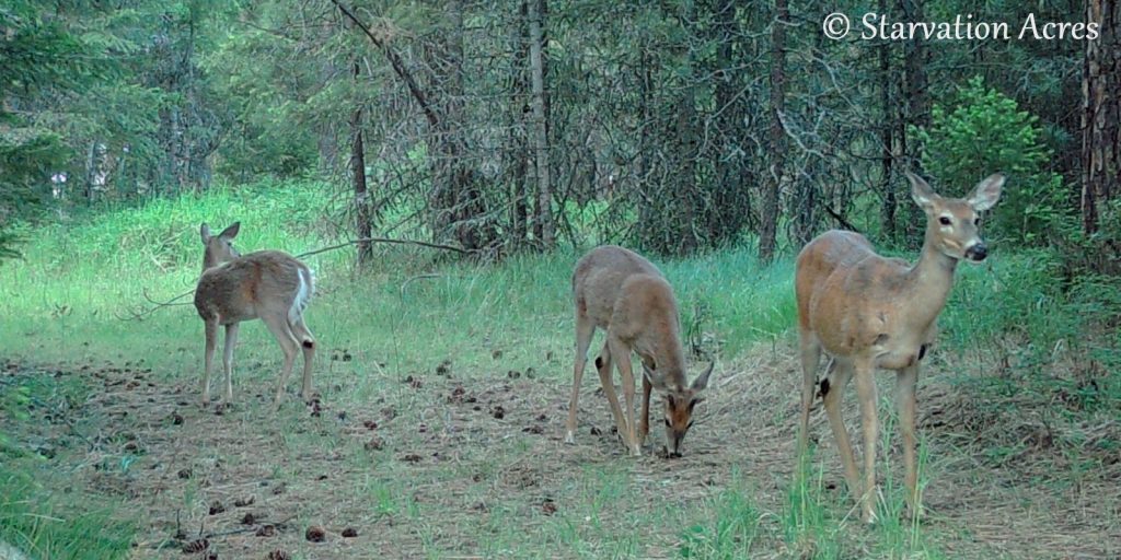 Three deer in our 'deer alley' meadow.