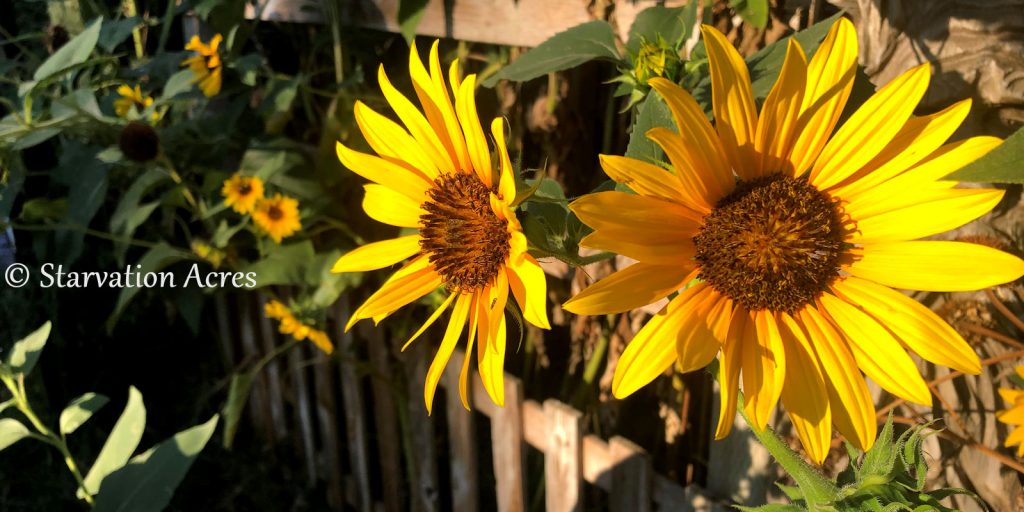 Wild sunflower.