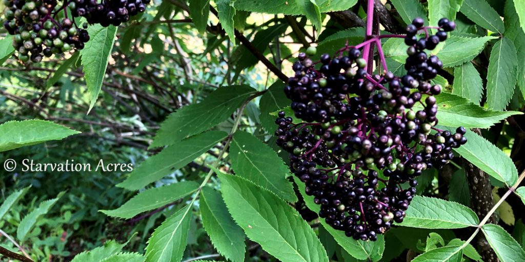 Black elderberry.