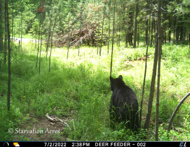 Black bear on a recent visit to the acres.