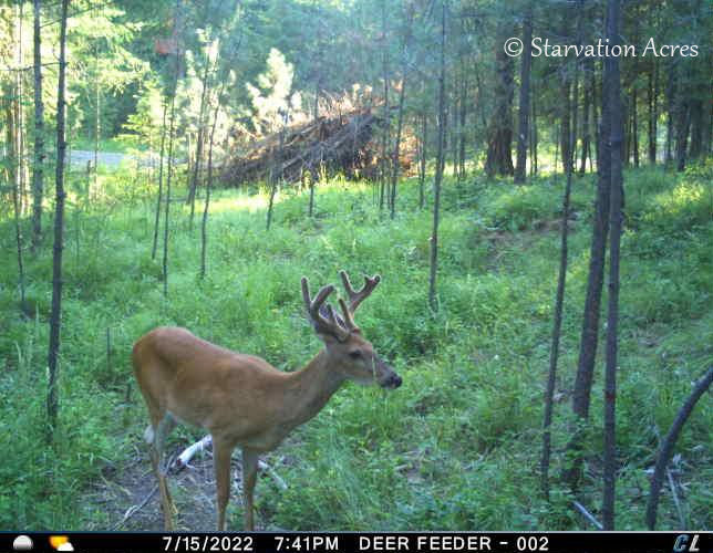 4 x 4 buck in velvet at the deer feeder.