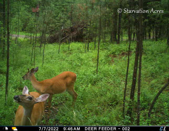 Spike buck and doe at the deer feeder.