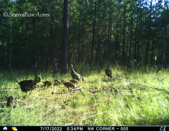 Three wild turkey hens with poults.
