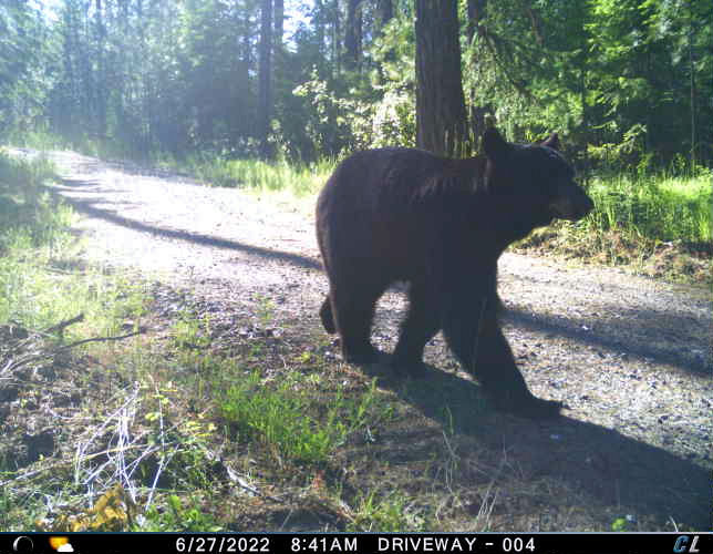 Long legged bear walking down our driveway in June 2022.