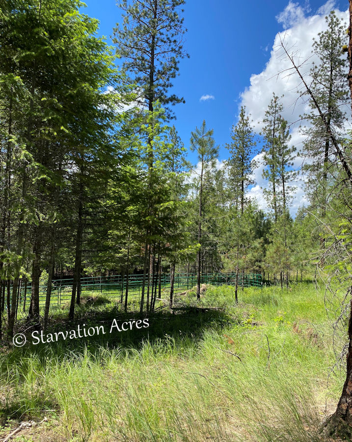 Horse corral meadow.