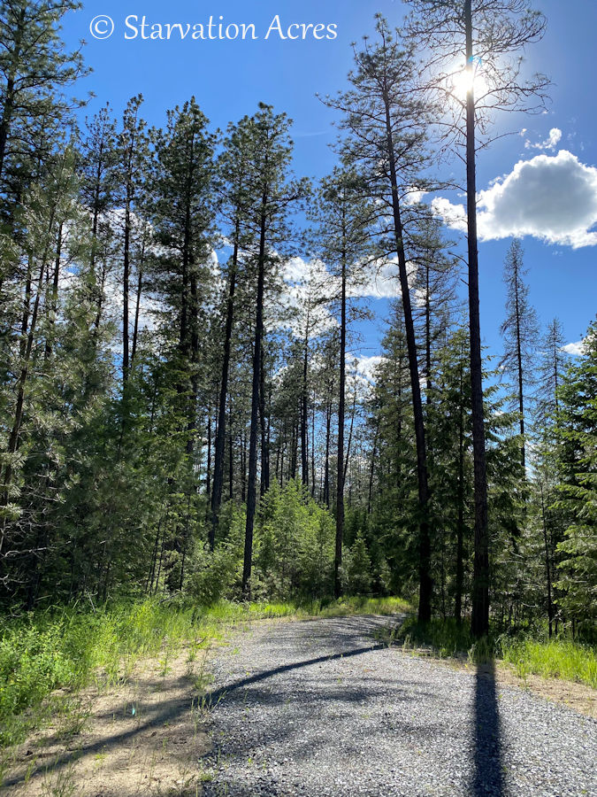Our driveway.