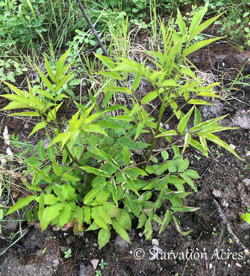 Blue elderberry plant