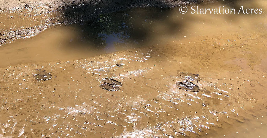Moose tracks on roadway