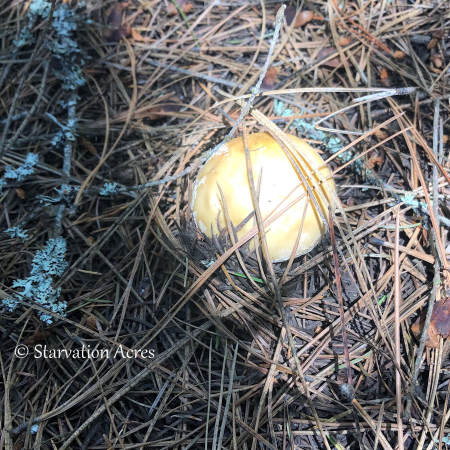 Mushroom crown pushing through pine needles.