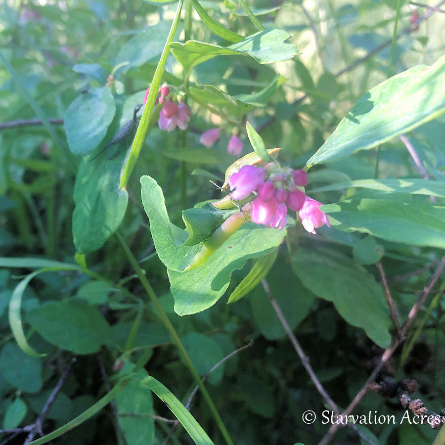 Apparent snowberry blossom