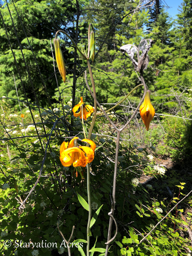 Tiger lilly growing wild