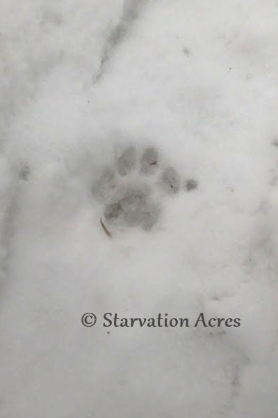 Bobcat track (double stepped making it appear to have 5 toes).