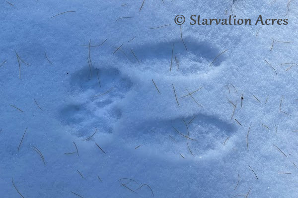 Snowshoe hare track. 