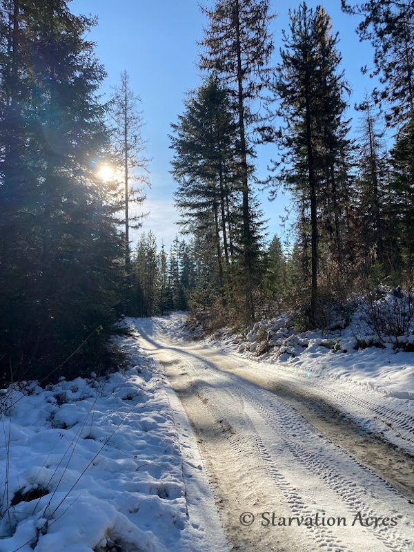 Sun rising through the pine trees on icy dirt road.