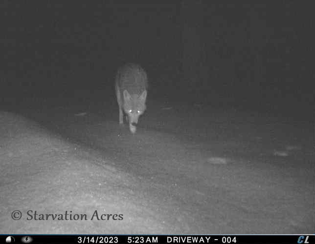 Three legged wolf which may have lost the leg due to a fighting injury.